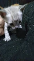 Gatinhos