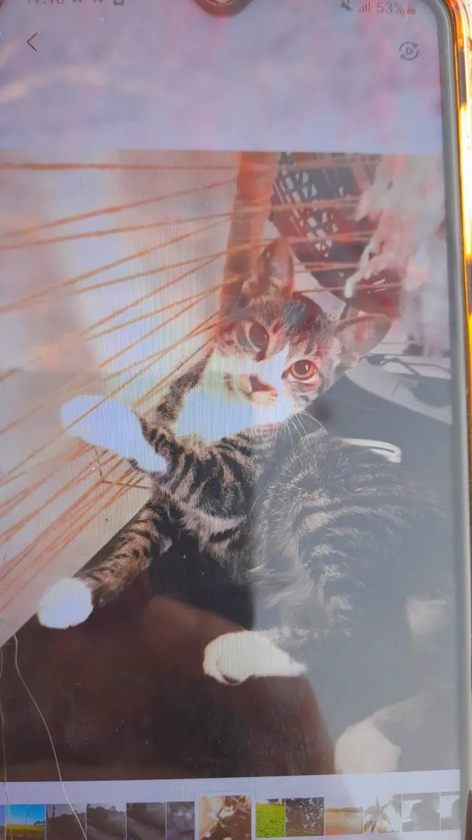 Gato ra a Viralata idade 7 a 11 meses nome Lara