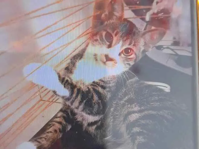 Gato ra a Viralata idade 7 a 11 meses nome Lara
