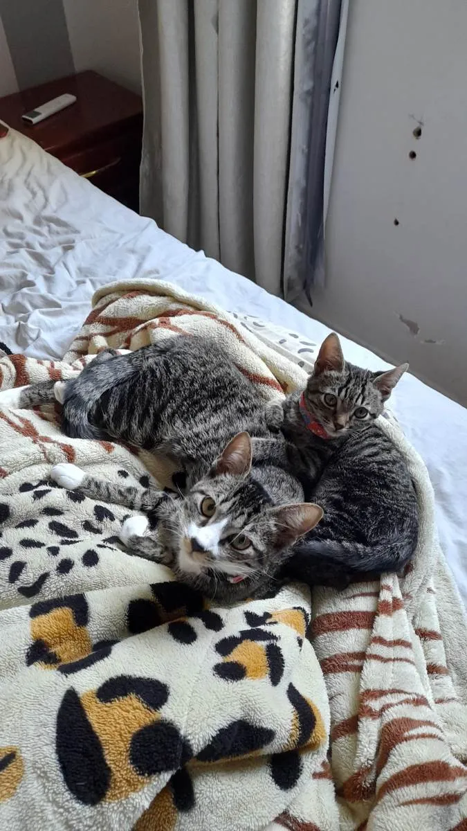Gato ra a Viralata idade 7 a 11 meses nome Lara