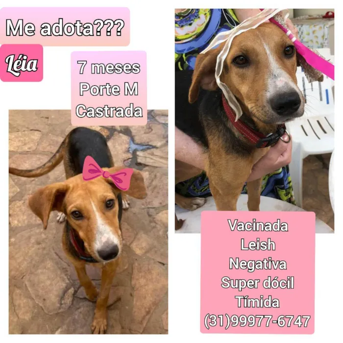 Cachorro raça SRD idade 7 a 11 meses nome Léia 