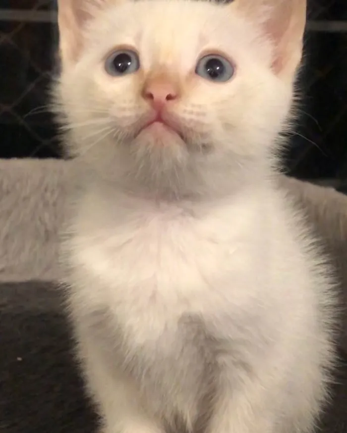 Gato ra a Srd idade Abaixo de 2 meses nome Rubinho e Ricardinho