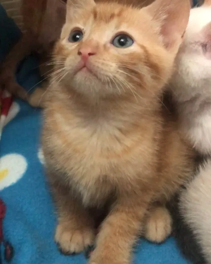 Gato ra a Srd idade Abaixo de 2 meses nome Rubinho e Ricardinho