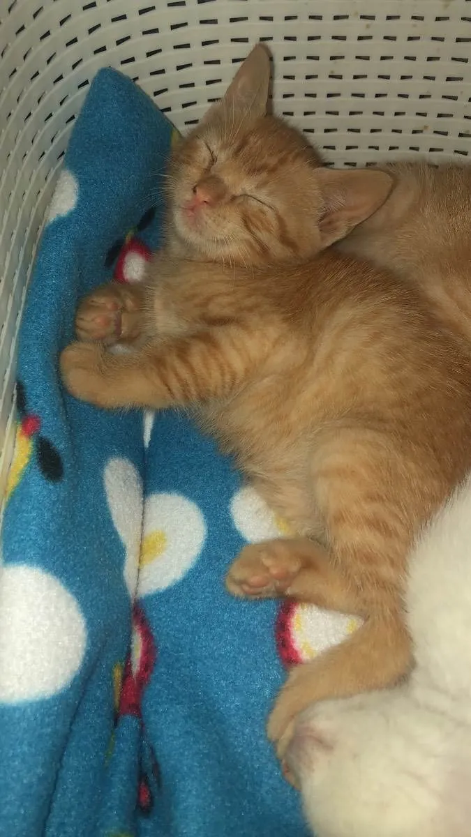 Gato ra a Srd idade Abaixo de 2 meses nome Rubinho e Ricardinho