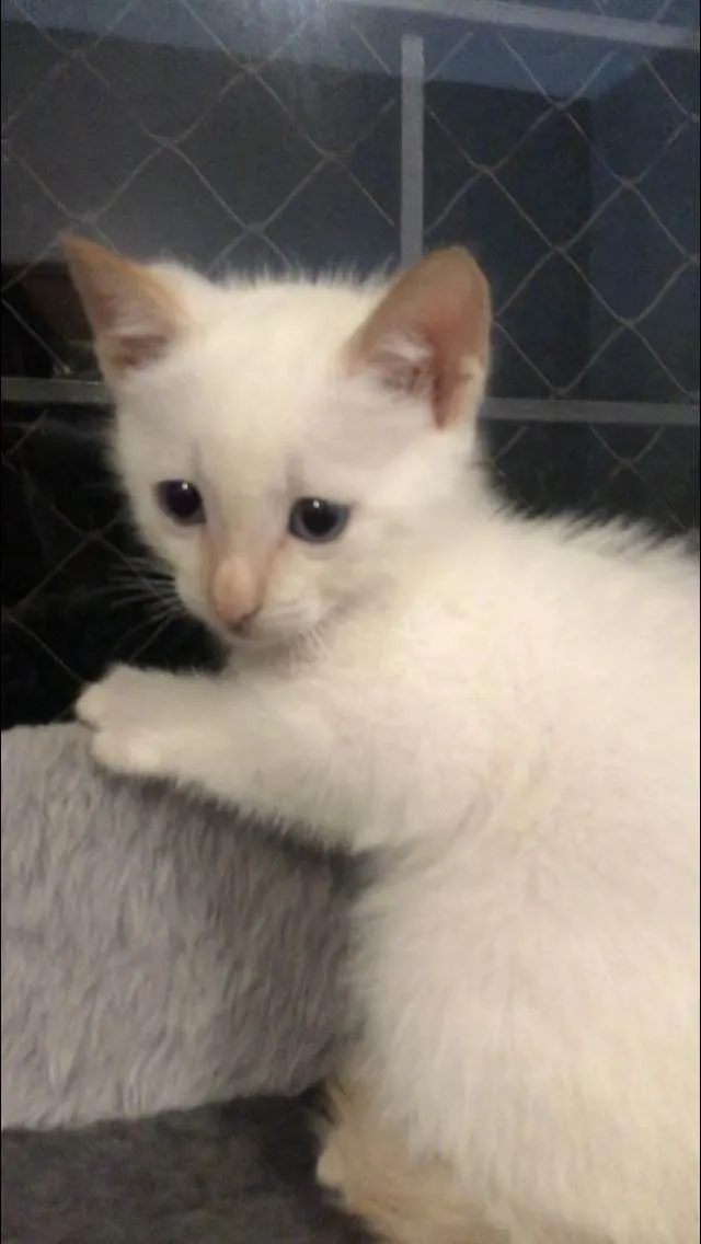 Gato ra a Srd idade Abaixo de 2 meses nome Rubinho e Ricardinho
