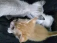 Gatinhos