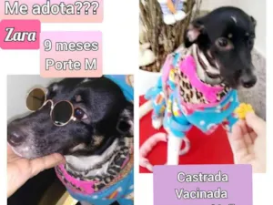 Cachorro raça SRD idade 7 a 11 meses nome Zara