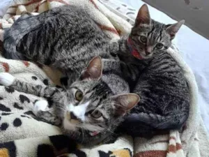 Gato raça Viralata idade 7 a 11 meses nome Lara