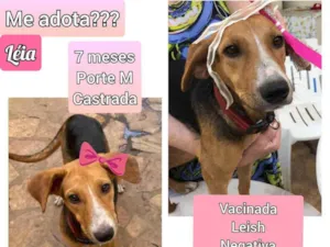 Cachorro raça SRD idade 7 a 11 meses nome Léia 
