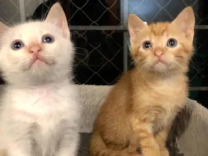 Gato raça Srd idade Abaixo de 2 meses nome Rubinho e Ricardinho