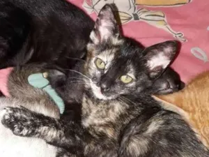 Gato raça Srd idade 2 a 6 meses nome Moana