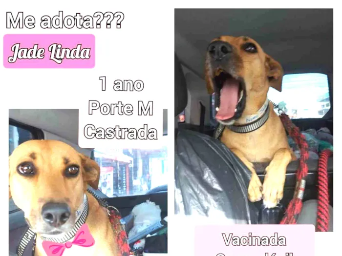 Cachorro ra a SRD idade 1 ano nome Jade Linda