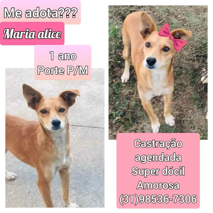 Cachorro raça SRD idade 1 ano nome Maria Alice 