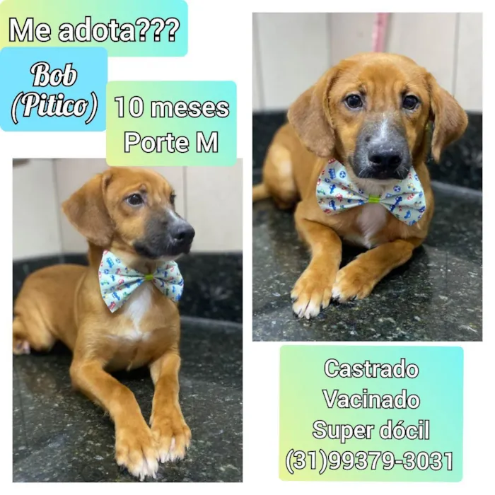 Cachorro raça SRD idade 7 a 11 meses nome Bob