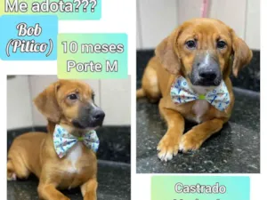 Cachorro raça SRD idade 7 a 11 meses nome Bob