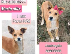 Cachorro raça SRD idade 1 ano nome Maria Alice 