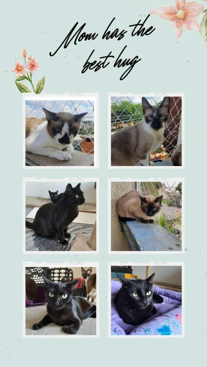 Gato raça SRD idade 1 ano nome Aline, Bernardo, Cin