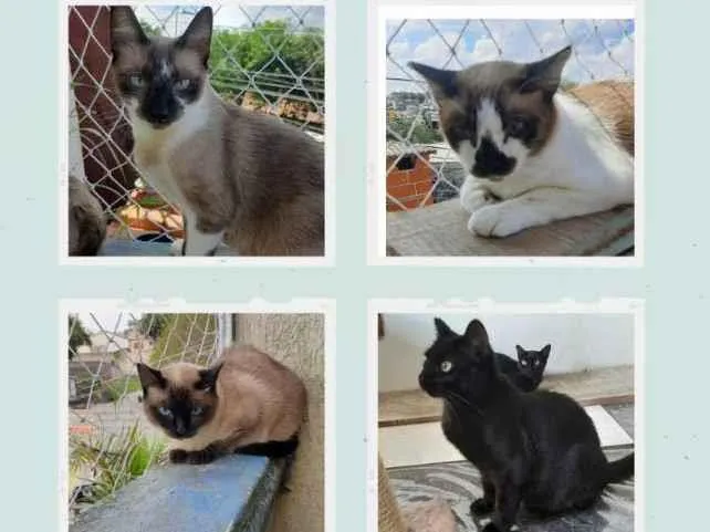 Gato raça SRD idade 1 ano nome Aline, Bernardo, Cin