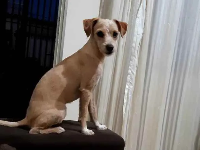 Cachorro ra a Pudle com piche  idade 2 anos nome Pituquinha 