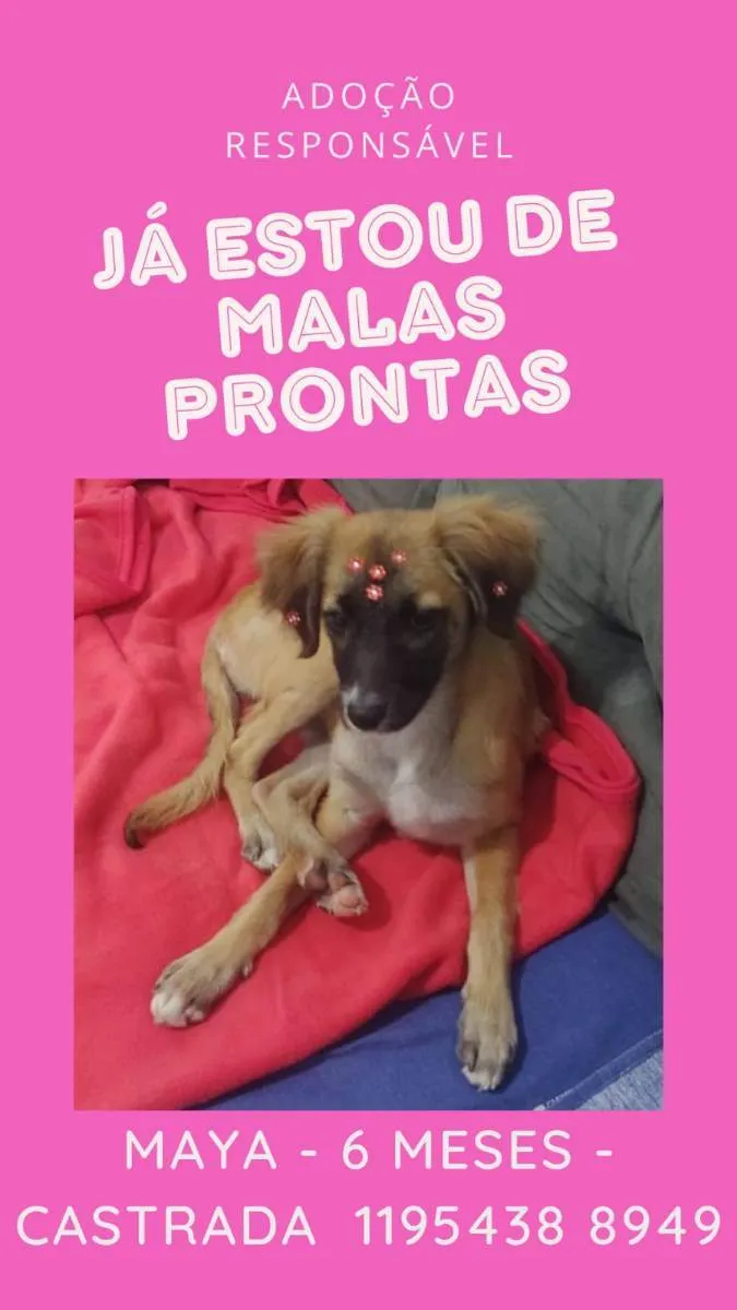 Cachorro ra a SRD idade 2 a 6 meses nome Maya