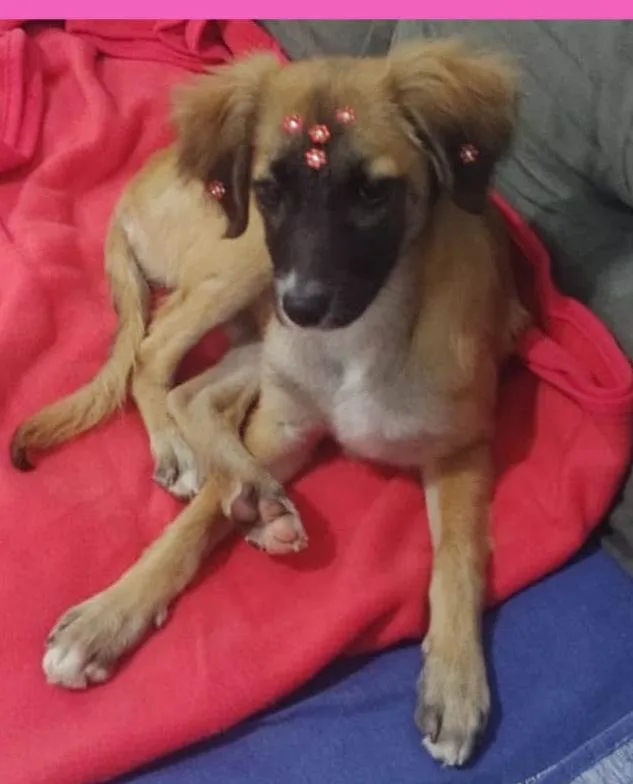 Cachorro ra a SRD idade 2 a 6 meses nome Maya