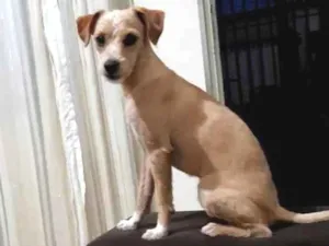 Cachorro raça Pudle com piche  idade 2 anos nome Pituquinha 