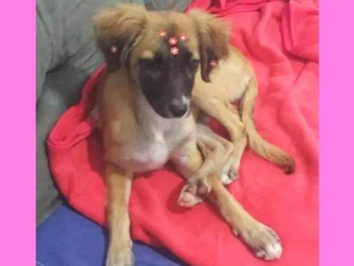 Cachorro ra a SRD idade 2 a 6 meses nome Maya
