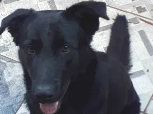 Cachorro raça Labrador / Belga idade 1 ano nome Zack