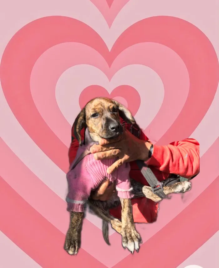 Cachorro raça Srd idade 2 a 6 meses nome Nina bb2meses Linda 