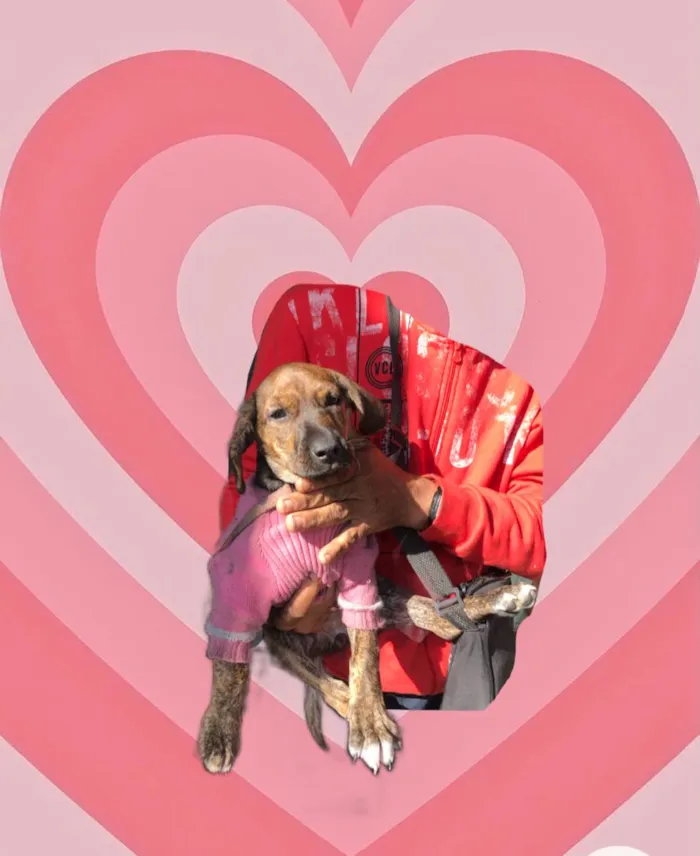 Cachorro raça Srd idade 2 a 6 meses nome Nina bb2meses Linda 