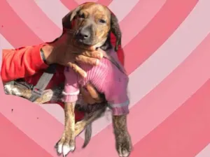 Cachorro raça Srd idade 2 a 6 meses nome Nina bb2meses Linda 