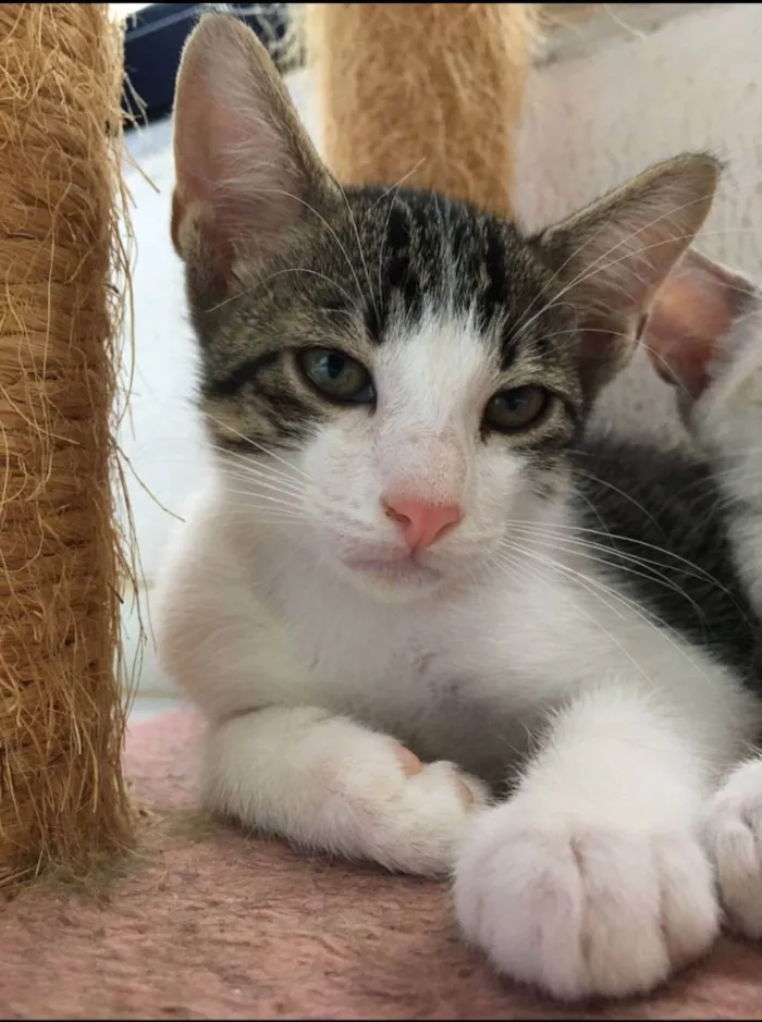 Gato raça Sem raça definida  idade 2 a 6 meses nome Molly - CASTRADO 