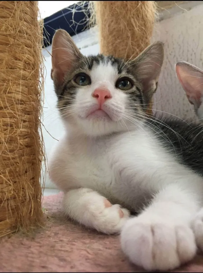 Gato raça Sem raça definida  idade 2 a 6 meses nome Molly - CASTRADO 