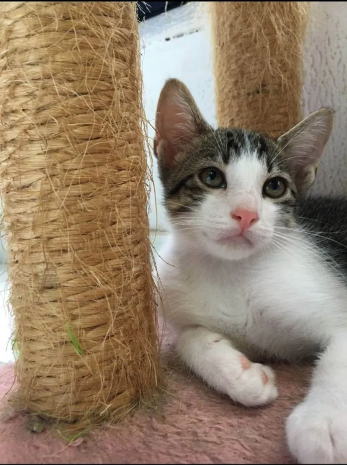 Gato raça Sem raça definida  idade 2 a 6 meses nome Molly - CASTRADO 