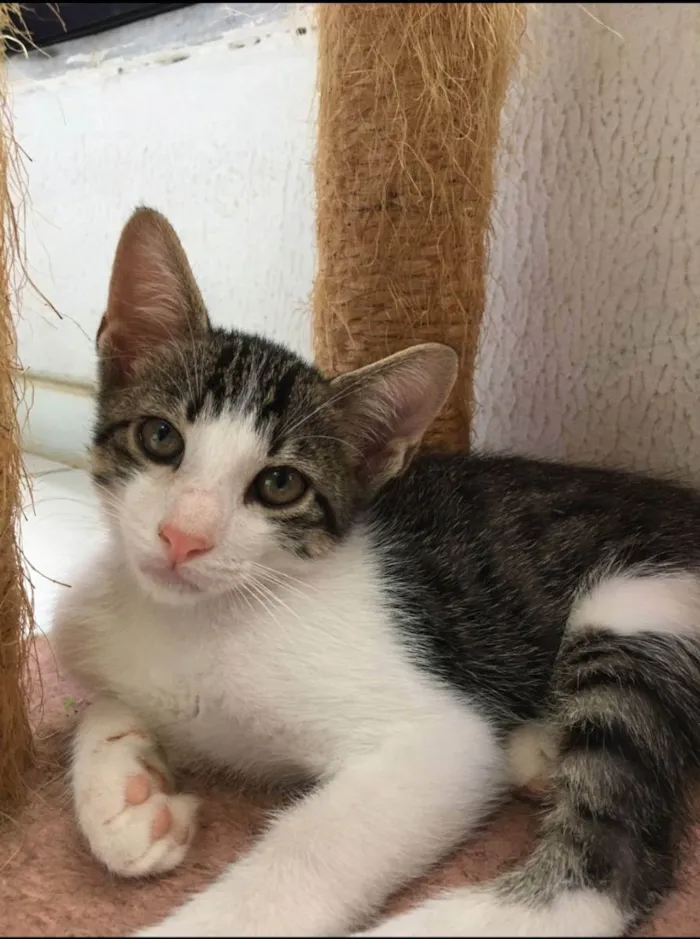 Gato raça Sem raça definida  idade 2 a 6 meses nome Molly - CASTRADO 