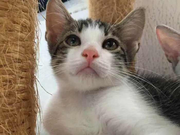 Gato raça Sem raça definida  idade 2 a 6 meses nome Molly - CASTRADO 