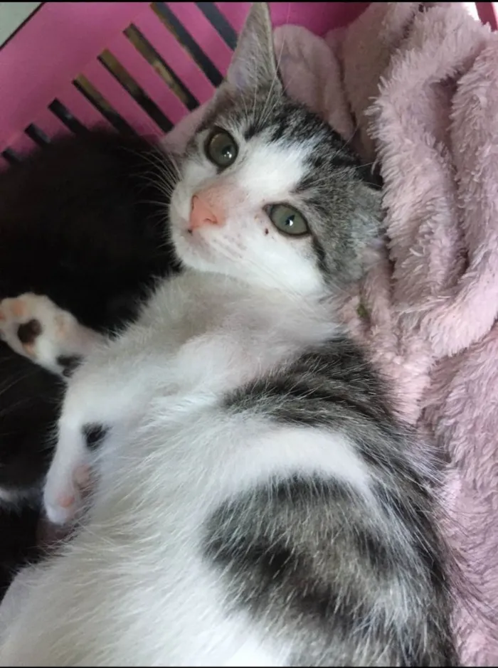Gato raça Sem raça definida  idade 2 a 6 meses nome Milla - CASTRADA