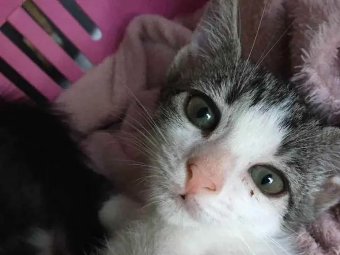 Gato raça Sem raça definida  idade 2 a 6 meses nome Milla - CASTRADA