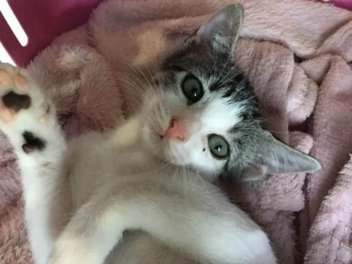 Gato raça Sem raça definida  idade 2 a 6 meses nome Milla - CASTRADA