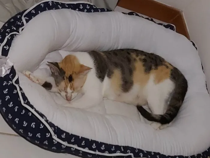 Gato raça Sem raça definida  idade 7 a 11 meses nome Alexa - CASTRADA 