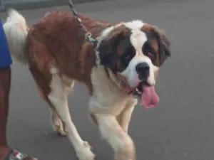 Cachorro raça Sao bernado idade 4 anos nome Sansao