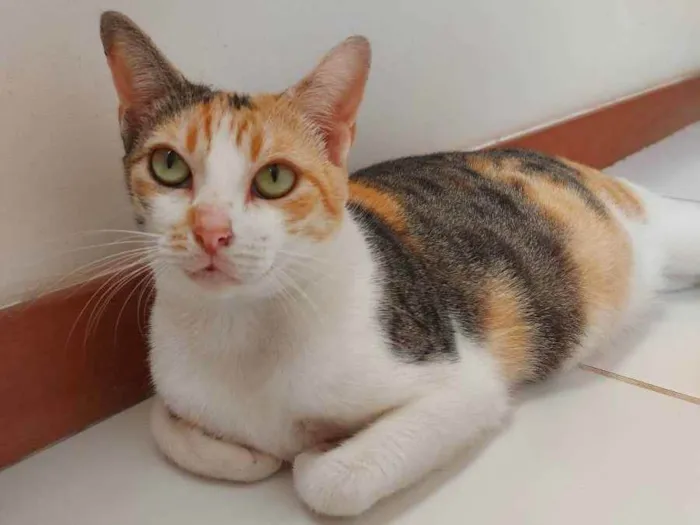 Gato raça Sem raça definida  idade 7 a 11 meses nome Alexa - CASTRADA 