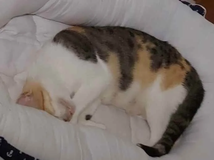 Gato raça Sem raça definida  idade 7 a 11 meses nome Alexa - CASTRADA 