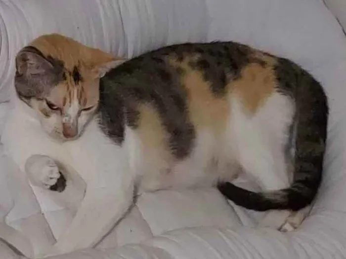 Gato raça Sem raça definida  idade 7 a 11 meses nome Alexa - CASTRADA 