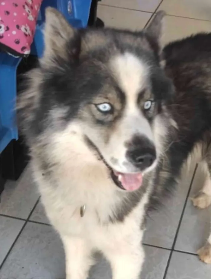 Cachorro ra a Husky Siberiano  idade 7 a 11 meses nome Zeus 