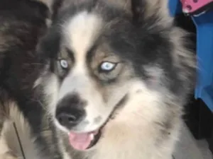 Cachorro raça Husky Siberiano  idade 7 a 11 meses nome Zeus 