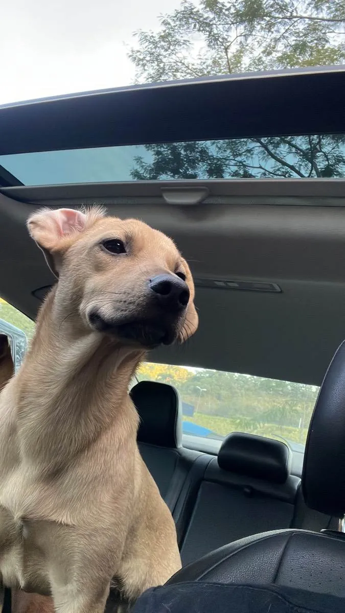 Cachorro ra a Vira-lata idade 2 a 6 meses nome Nala 