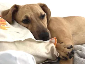 Cachorro raça Vira-lata idade 2 a 6 meses nome Nala 