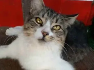 Gato raça Srd idade 7 a 11 meses nome Benedita