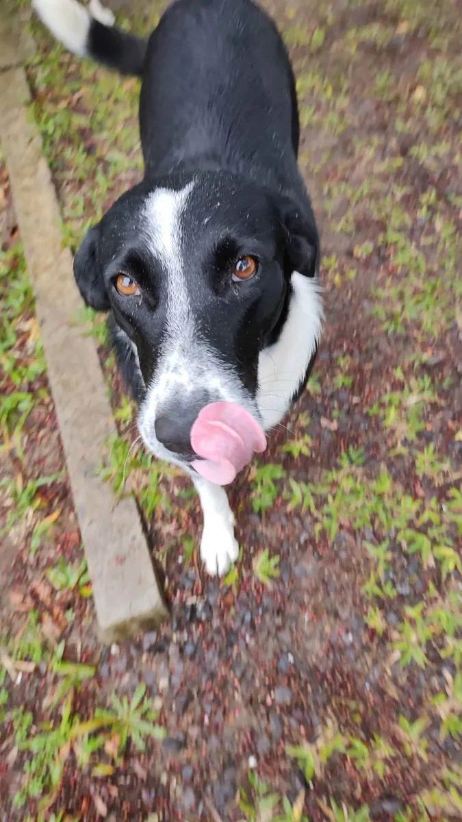 Cachorro ra a Sem raça definida idade 1 ano nome Frida